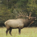 Elk