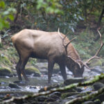 Elk