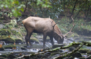 Elk