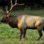 Elk