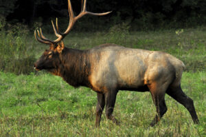 Elk