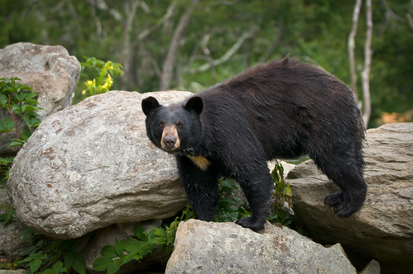 animals in the smokey mountains