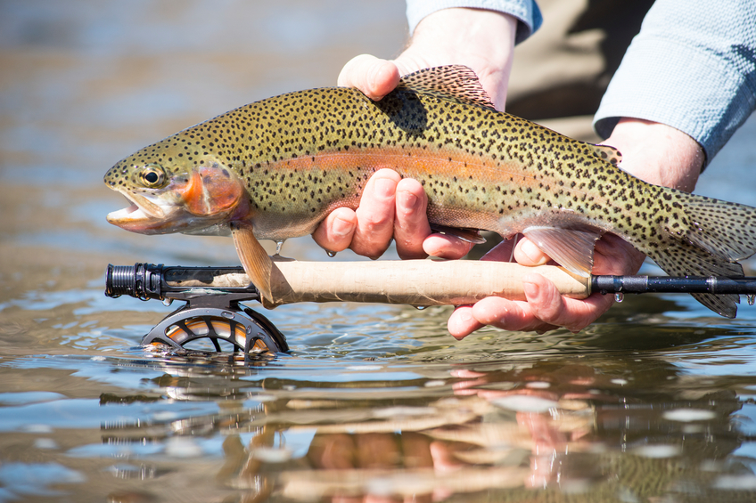 Fishing for Trout