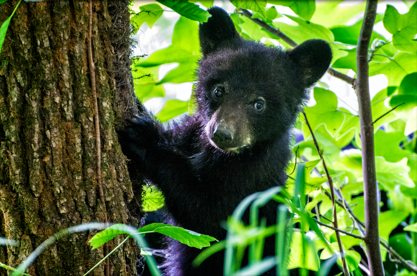 Bear Cub Climbing a Tree