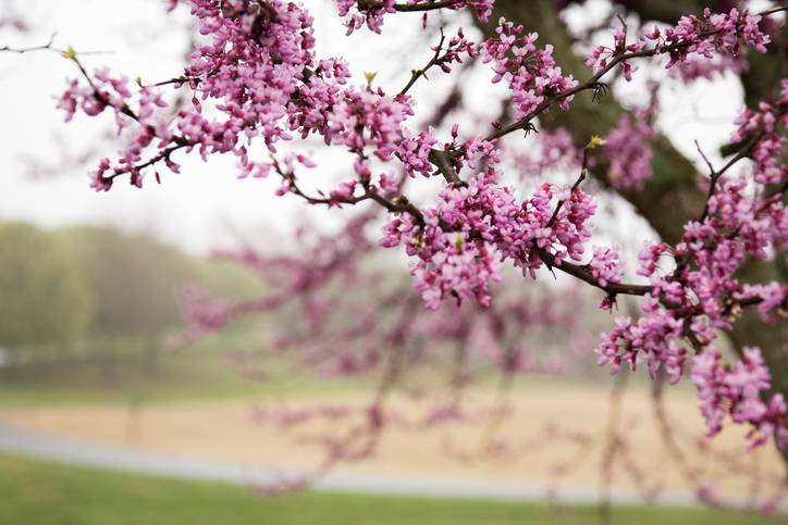 Springtime in the mountains