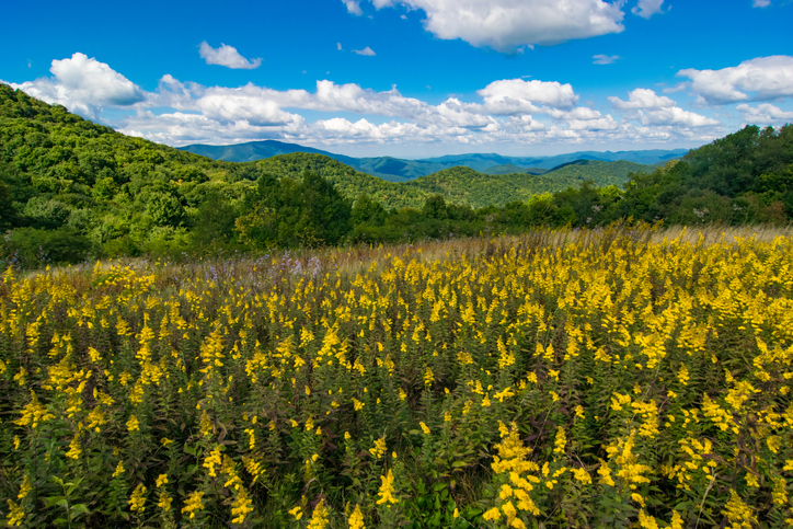 Springtime Flowers in the Smoky Mountains